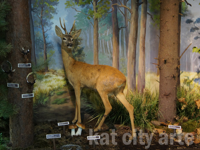 Zdjęcie: diorama drygaly sarna zmija.jpg